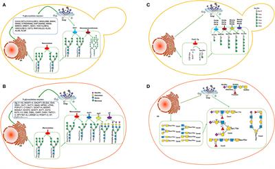 Humanization of Yeasts for Glycan-Type End-Products